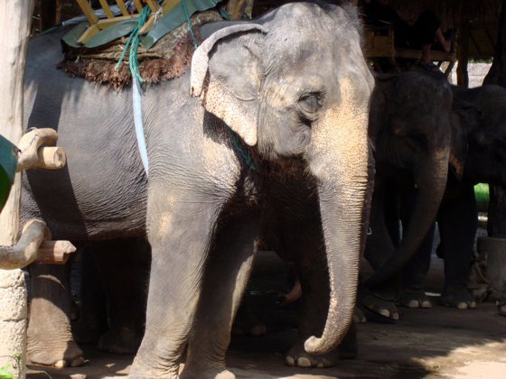 Thailand and Cambodia, October 2008 — travel photo 41