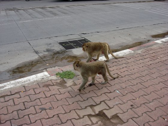 Thailand–Cambodia, October 2008 — travel photo 67